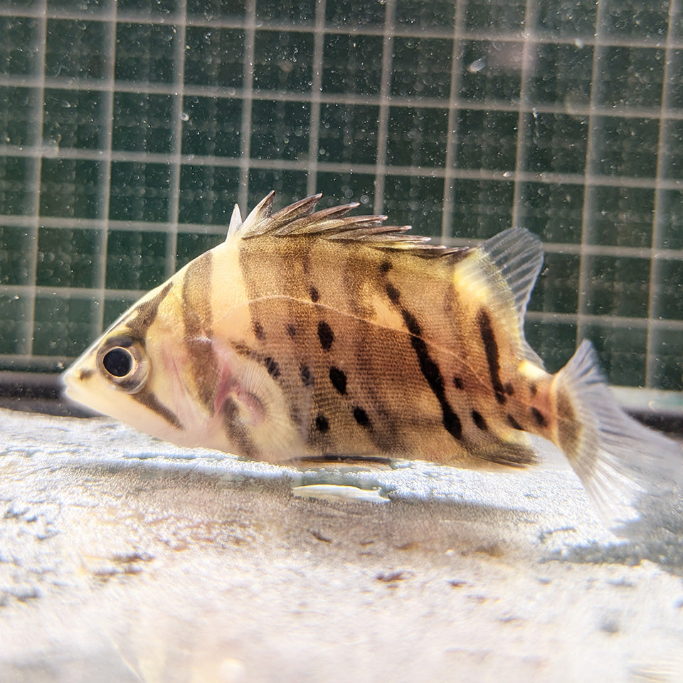 熱帯魚 – 海無し県の小さな繁殖場