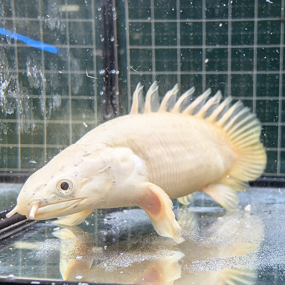 熱帯魚 – 海無し県の小さな繁殖場